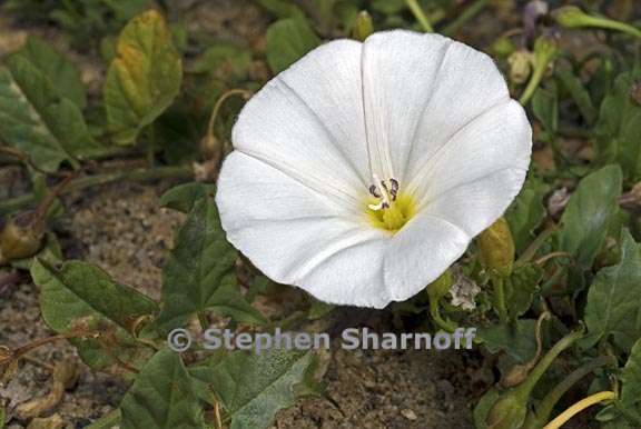 convolvulus arvensis 5 graphic